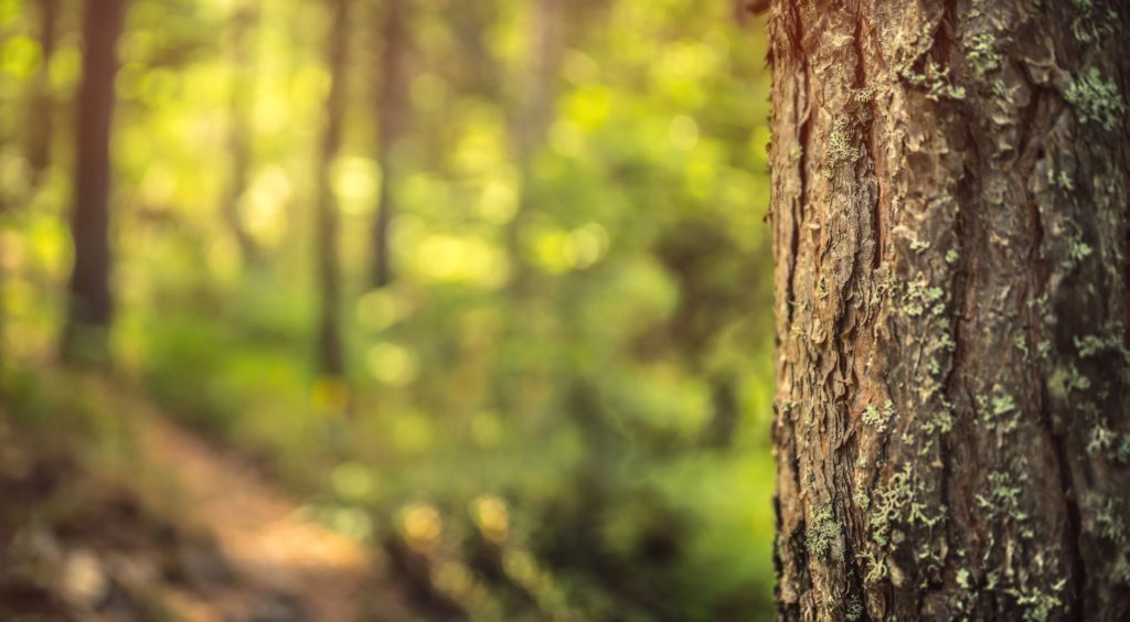 Grün wie der Wald: Gallus möchte seine Produkte bis Jahresende 2022 klimaneutral machen. Foto: Archiv