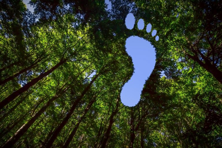 Ökologie-Footprint: Umweltschutz ist wichtiges Anliegen der Verbraucher. Foto: ProCarton